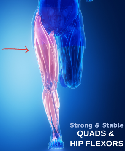 Quadriceps